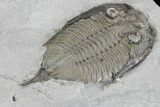 Dalmanites Trilobite Fossil - New York #99074-4